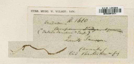 Bryoerythrophyllum jamesonii (Taylor) Crum - BM000872651