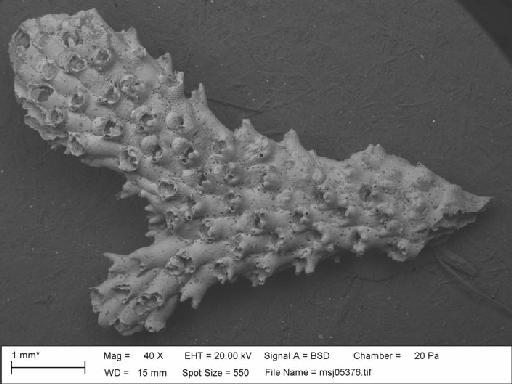 Palmicellaria skenei (Ellis & Solander, 1786) - P_skeni_tridens_msj05376