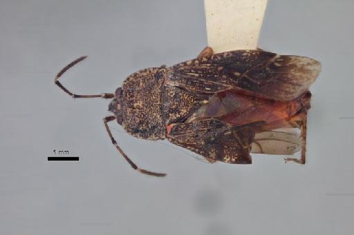 Aphanus sparsus Distant, 1904 - Aphanus sparsus-BMNH(E)960116-Lectotype female dorsal 1.25x