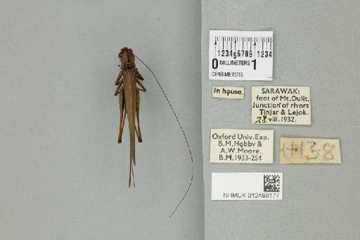 Conocephalus longipennis (de Haan, 1842) - 012498177_72131_92750