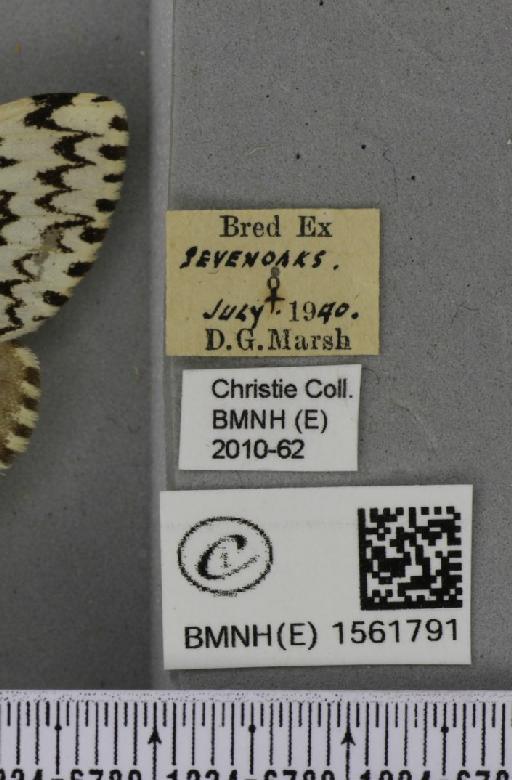 Lymantria monacha (Linnaeus, 1758) - BMNHE_1561791_label_251487