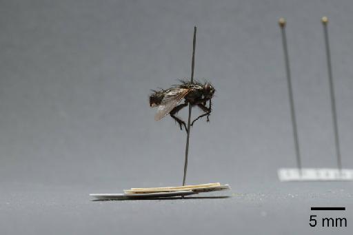 Sarcophaga (Thyrsocnema) incisilobata Pandelle, 1896 - 015093418_lateral