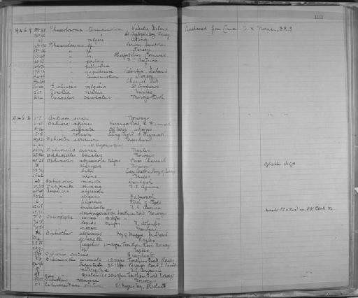 Golfingia (Golfingia golfingia) elongata (Keferstein, 1862) - Zoology Accessions Register: Annelida & Echinoderms: 1884 - 1923: page 183