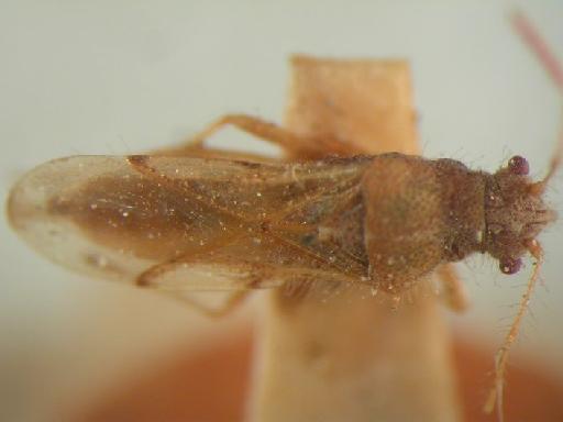 Ninus decessus Distant - Hemiptera: Ninus Dec