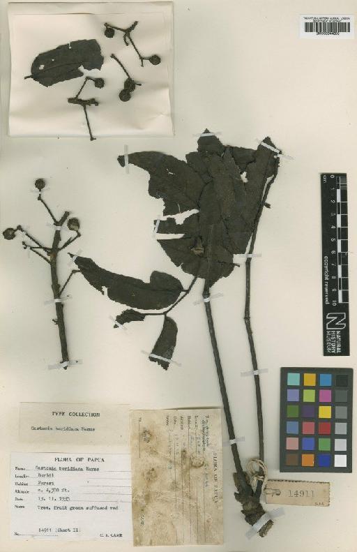Gastonia boridiana Harms - BM000944899