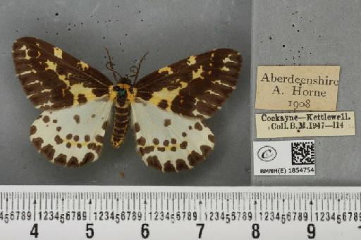 Abraxas grossulariata ab. aberdoniensis Raynor, 1923 - BMNHE_1854754_415272