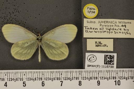 Leptidea sinapis juvernica Williams, 1946 - BMNHE_1118700_73900