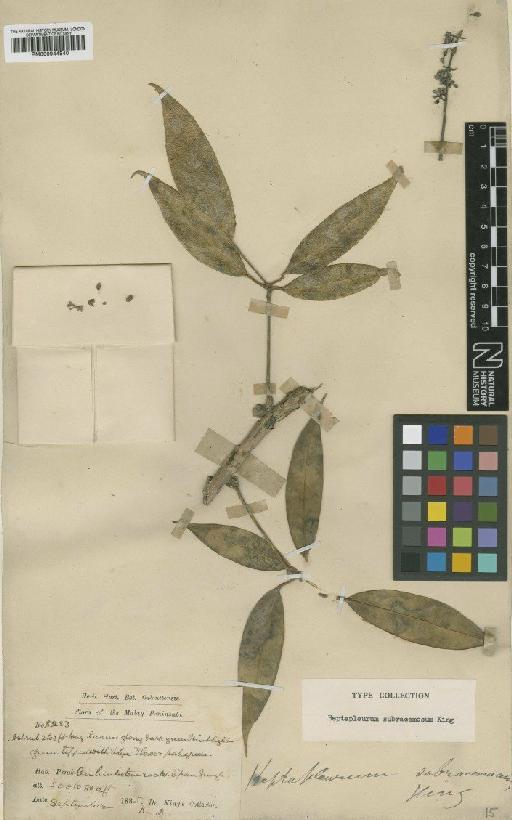 Schefflera subracemosa (King) Ridl. - BM000944840