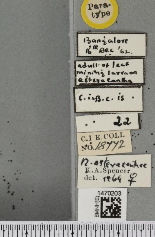 Melanagromyza asteracanthae Spencer, 1966 - BMNHE_1470203_label_44754