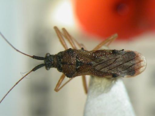 Malcus auriculatus Stys - Hemiptera: Malcus Aur