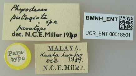 Physoderes patagiata Miller, N.C.E., 1941 - Physoderes patagiata-BMNH(E)1706481-Paratype female labels UCR_ENT 00018501