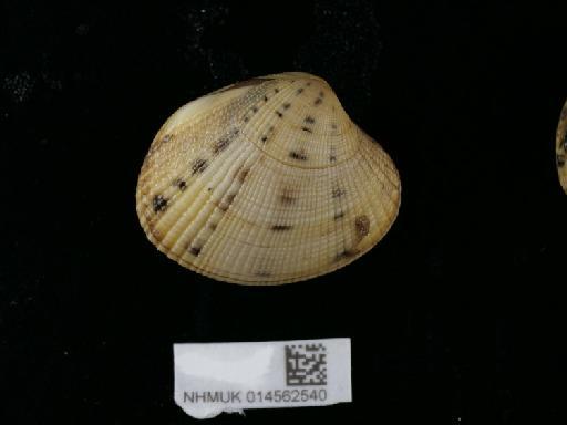 Ruditapes philippinarum subterclass Euheterodonta (A. Adams & Reeve, 1850) - 014562540_1