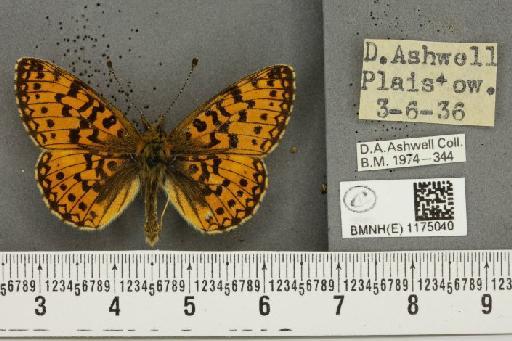 Boloria selene selene Denis & Schiffermüller, 1775 - BMNHE_1175040_30465