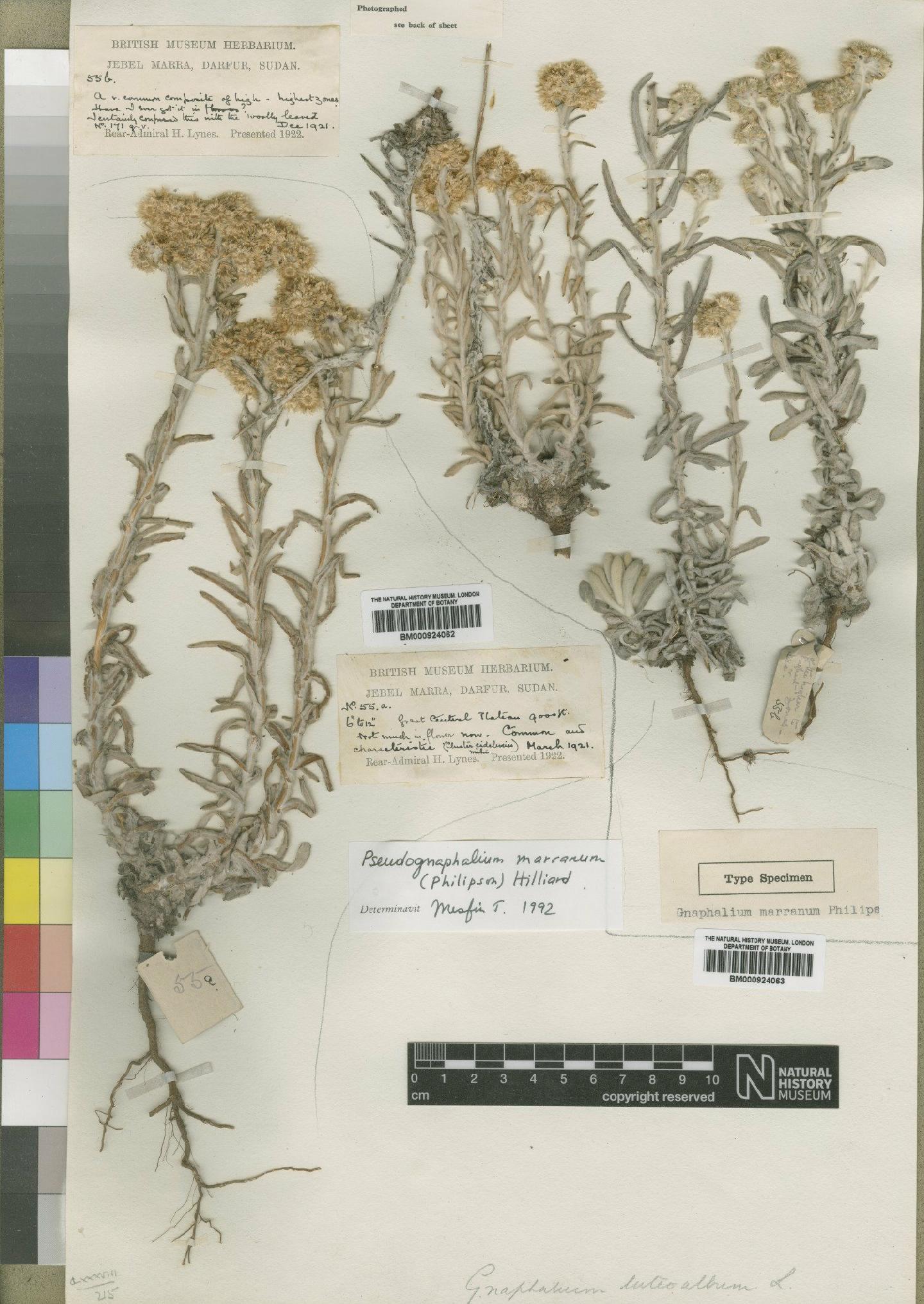 To NHMUK collection (Gnaphalium marranum Philipson; Syntype; NHMUK:ecatalogue:4529091)