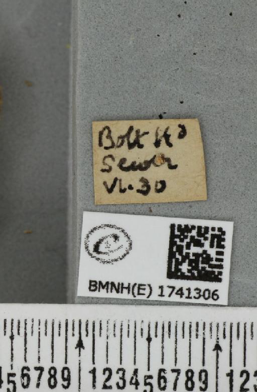 Camptogramma bilineata bilineata (Linnaeus, 1758) - BMNHE_1741306_label_315238