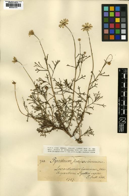Argyranthemum frutescens (L.) Sch.Bip. - BM000810173