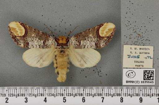 Phalera bucephala bucephala (Linnaeus, 1758) - BMNHE_1639649_208803