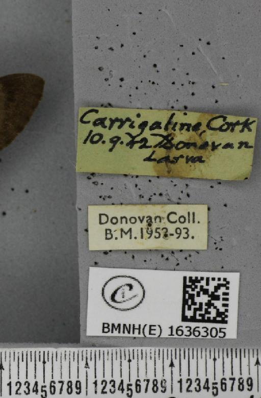 Macroglossum stellatarum (Linnaeus, 1758) - BMNHE_1636305_label_206023