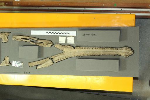 Neosteneosaurus edwardsi - 010029135_L010092903_(1)