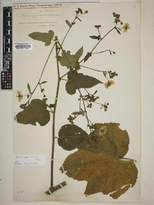 Pavonia gracilis - BM000545811
