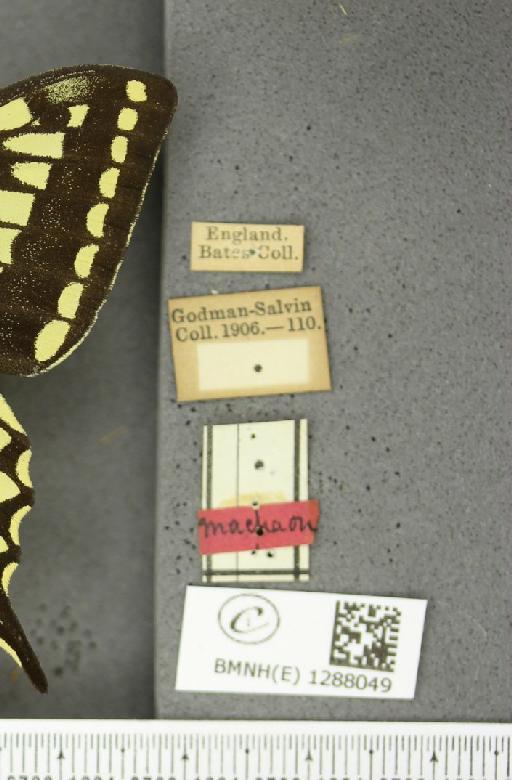 Papilio machaon britannicus Seitz, 1907 - BMNHE_1288049_label_126825