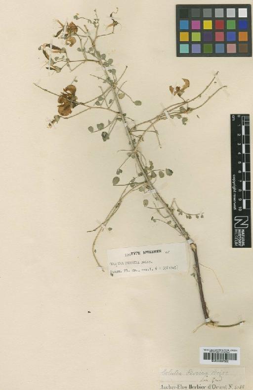 Colutea persica Boiss. - BM000997369