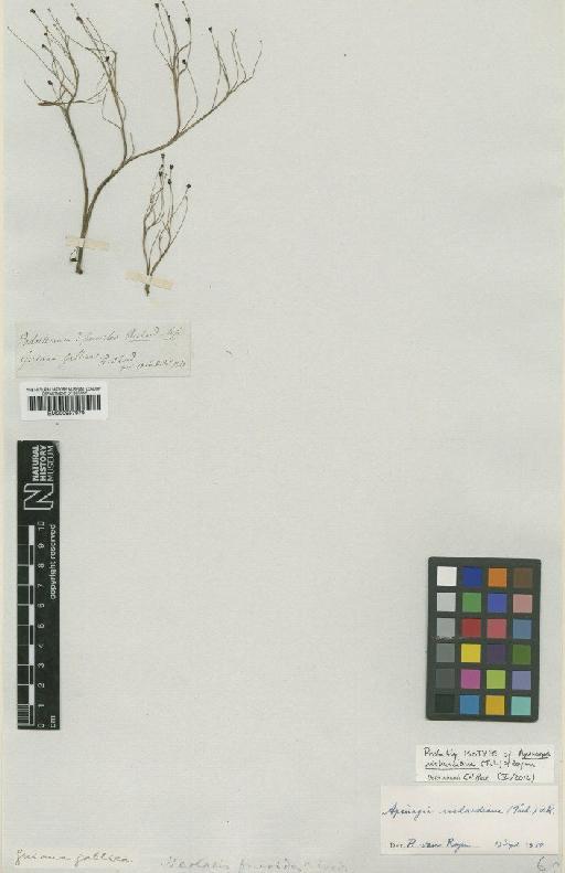 Apinagia richardiana (Tul.) P.Royen - BM000957979