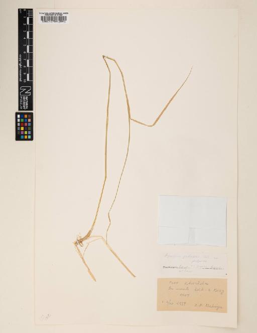 Elymus hispidus subsp. podperae (Nábělek) Melderis - 000013794