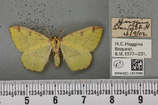 Opisthograptis luteolata (Linnaeus, 1758) - BMNHE_1853996_427906