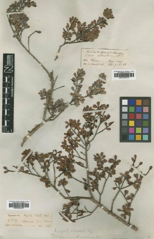 Agapetes obovata (Wight) Hook.f. - BM000996377