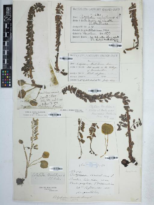 Umbilicus rupestris (Salisb.) Dandy - BM001161697