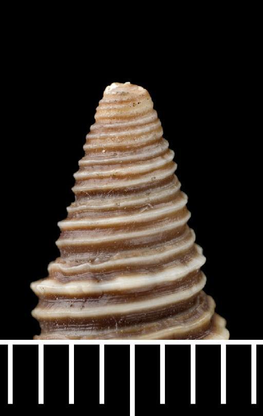 Pleurotoma bijubata Reeve, 1843 - 1963798_3_protoconch