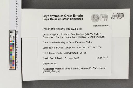 Philonotis fontana (Hedw.) Brid. - 013779667