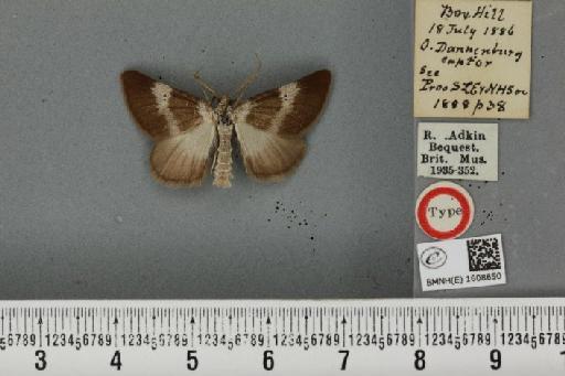 Scotopteryx bipunctaria cretata ab. reversa Prout, 1914 - BMNHE_1608650_305079