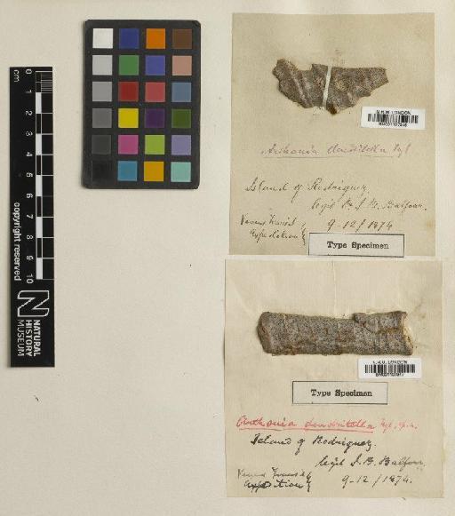Arthonia dendritella Nyl. - BM001107347