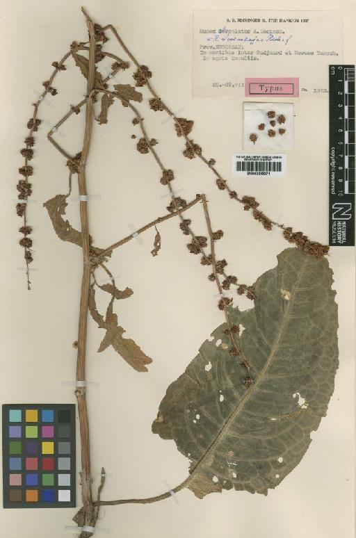 Rumex losinskyajae Rech.f. - BM000898071