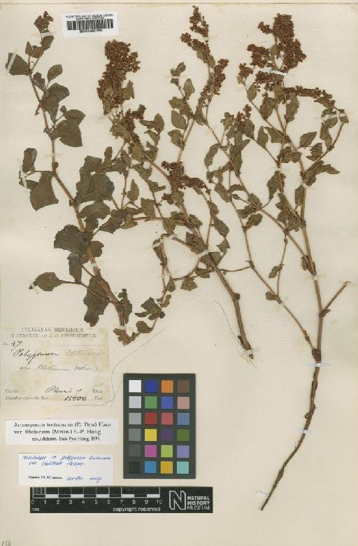 Aconogonon tortuosum var. tibetanum (Meisn.) S.P.Hong - BM000950650