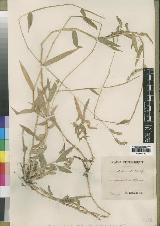 Brachiaria decumbens Stapf - BM000923187