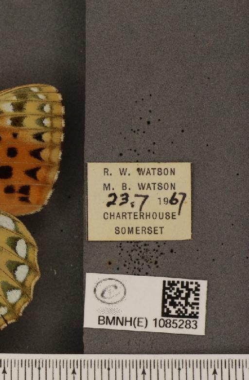 Argynnis aglaja (Linnaeus, 1758) - BMNHE_1085283_label_54265