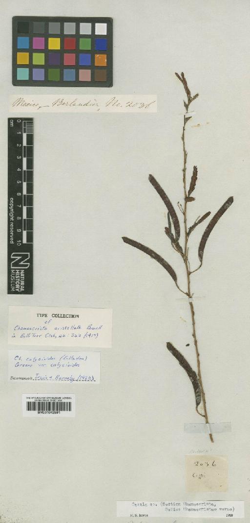 Chamaecrista calycioides var. calycioides (DC. ex Collad.) Greene - BM001042591