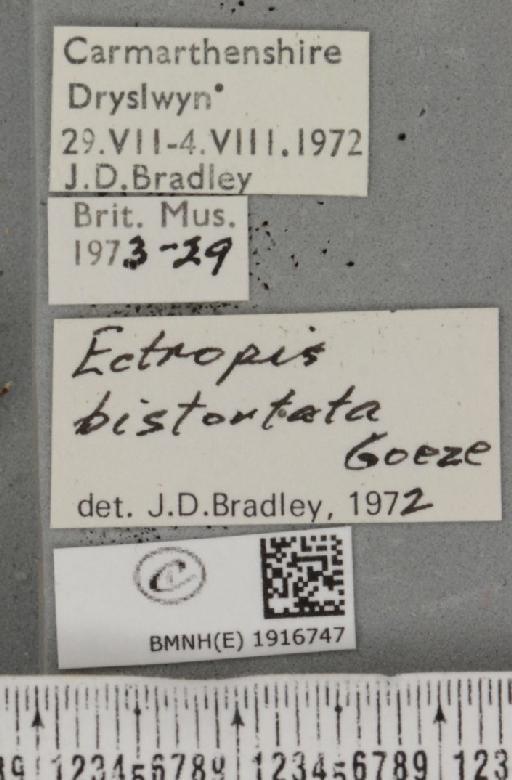 Ectropis crepuscularia (Denis & Schiffermüller, 1775) - BMNHE_1916747_label_483514