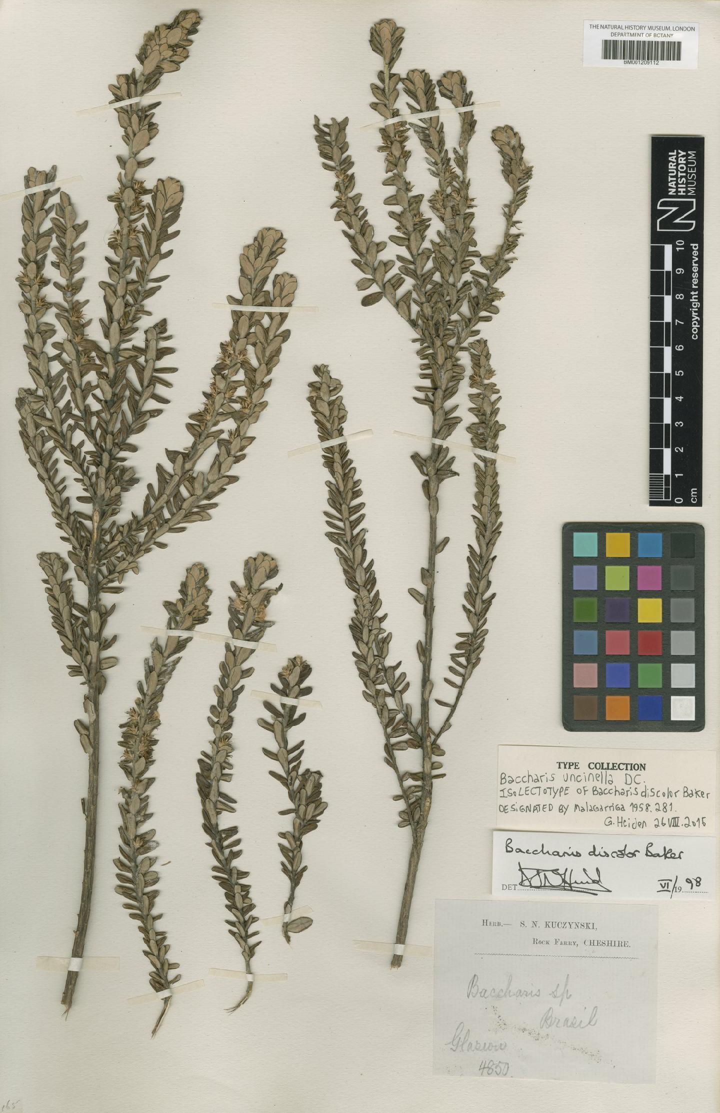 To NHMUK collection (Baccharis uncinella DC.; Isolectotype; NHMUK:ecatalogue:6731289)