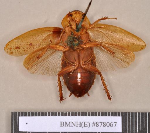 Epilampra substrigata Walker, 1868 - Epilampra substrigata Walker, F, 1868, female, lectotype, ventral. Photographer: Heidi Hopkins. BMNH(E)#878067