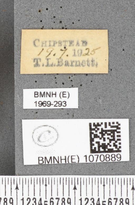 Coenonympha pamphilus (Linnaeus, 1758) - BMNHE_1070889_label_28130