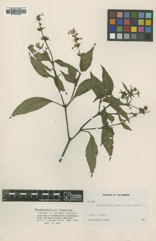 Pseuderanthemum chaponense f. lilacinum Leonard - BM000992525