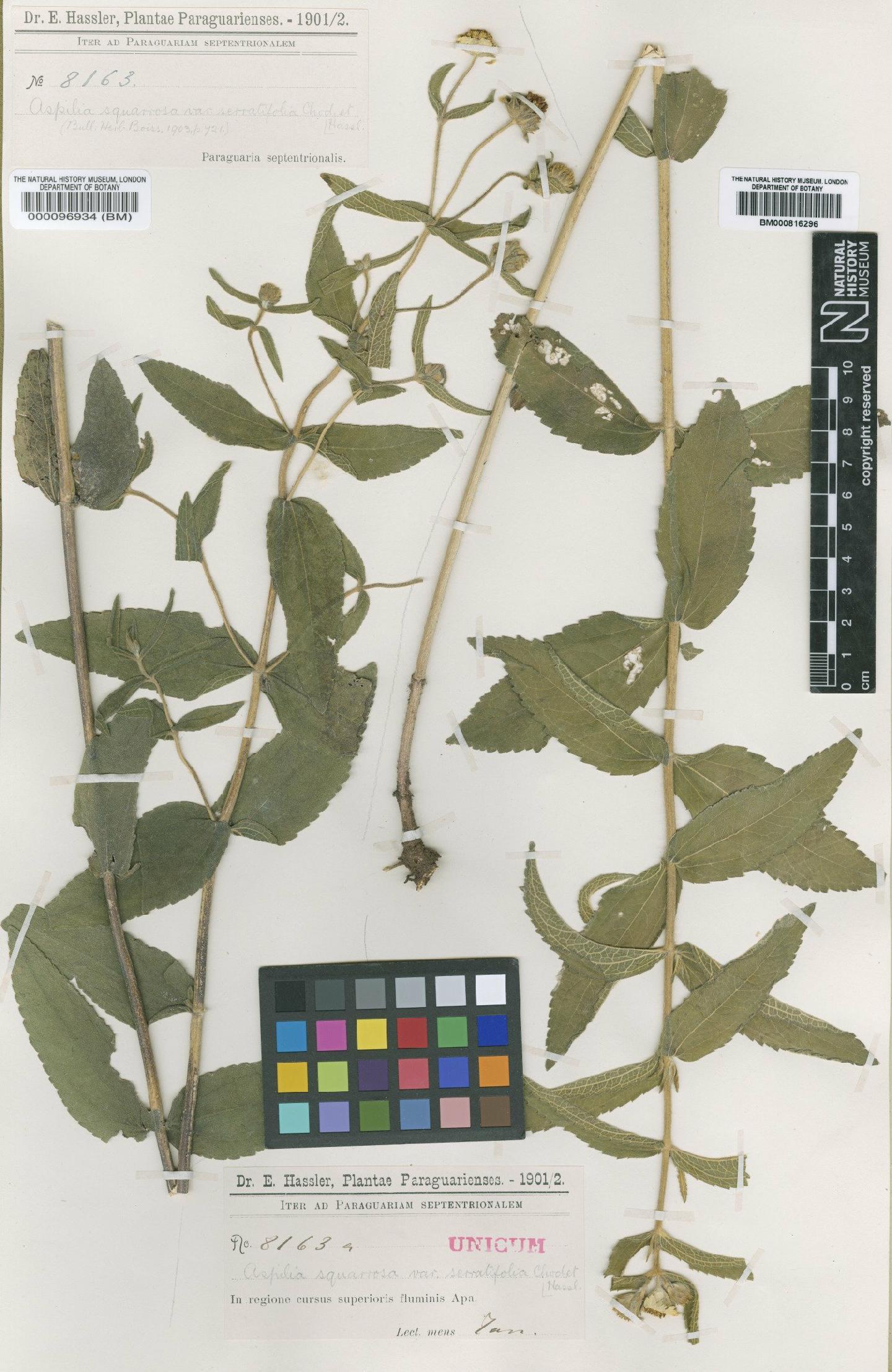 To NHMUK collection (Aspilia squarrosa Baker; Type; NHMUK:ecatalogue:4566423)