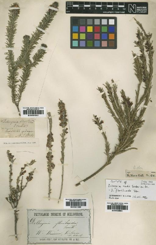 Dillwynia floribunda Sm. - BM000915993