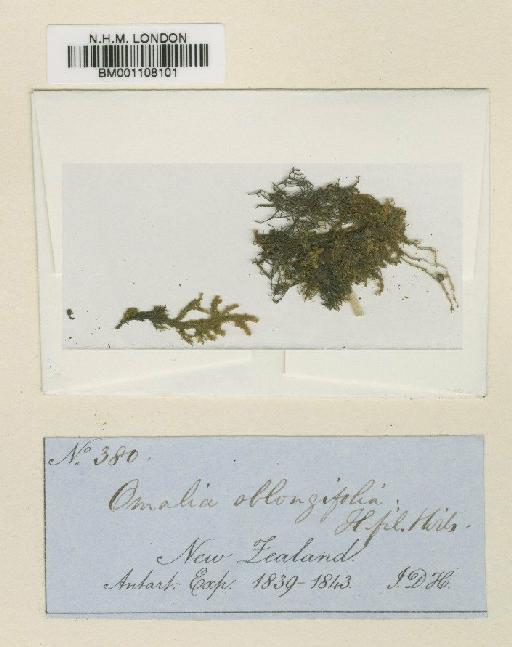 Pendulothecium oblongifolium (Hook.f. & Wilson) Enroth & S.He - BM001108101