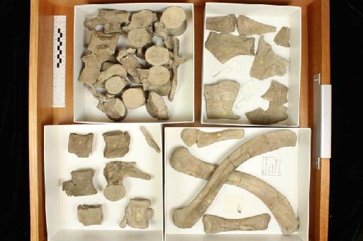 Neosteneosaurus edwardsi - 010027339_L010092896