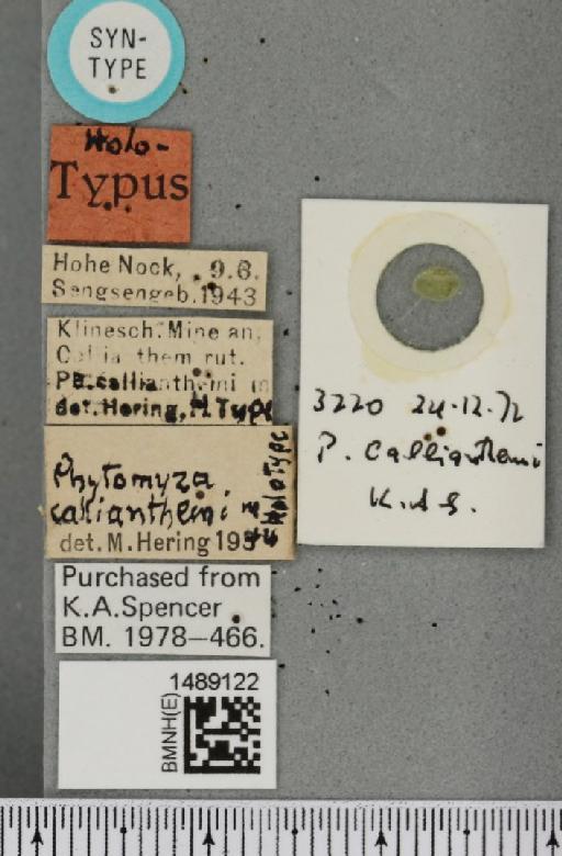 Phytomyza callianthemi Hering, 1944 - BMNHE_1489122_label_53483